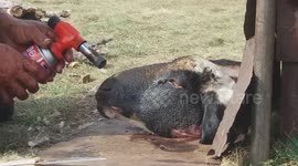 Mongolian national cuisine or how to cook a lamb head