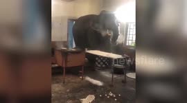 There's an elephant in the room: Peckish pachyderm raids Indian teashop for food