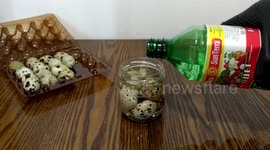 Experiment with eggs in vinegar