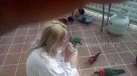 These are all wild birds. The King Parrot gets very protective of her personal human