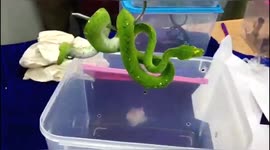 Customs officials in south India rescue exotic reptiles from smugglers