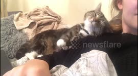 'Feeling cute' Cat just wants to rub up against his human