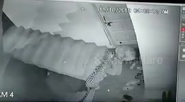 Leopard steals away sleeping pet dog from owner's doorstep in Shimla, India