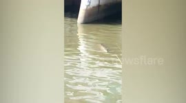 Terrified locals see crocodile lurking next to dam in Malaysia