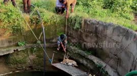 Rescuers haul blackbuck from deep well in western India