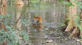 Rare videos of Monkeys swims in water to get some relief from heat in Northern India.