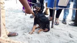 'Dangerous' Rottweiler puppy trains to be guard dog but just wants to play