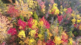 [4k drone footage] Incredible view of Fall Foliage in Western Newfoundland | Oct 10, 2019