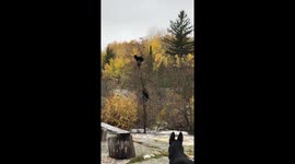 'Mama bear to the rescue!' Heavy rain forces cubs to climb tree in Canadian creek