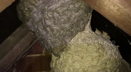 Ornate wasp nest fused to another discovered in UK house's loft