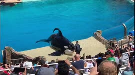 Amused spectators listen to the interesting description of a whale at the Sea World, San Diego