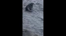 Two men rescue baby seal found trapped in fishing net on California beach