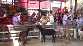 Kids feeding goats at Ayutthaya Thailand.