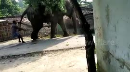 Furious elephant flips over tractor that hit it on north Indian road