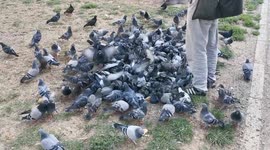 Homeless man feeding his pigeon family - a sad scene