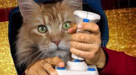 cat with human hand palying video arcade