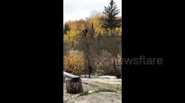 'Mama bear to the rescue!' Heavy rain forces cubs to climb tree in Canadian creek