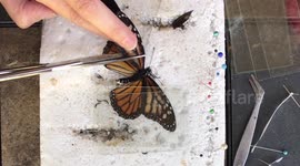 US zoo volunteer performs delicate wing transplant on injured butterfly