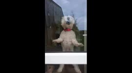 Excited dog jumps three feet up at window when gardener arrives