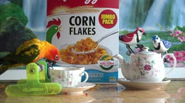 A cute parrot having breakfast, here is trying to stir his tea, the early bird gets a cuppa!