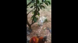 The man was attacked by a chicken when he tried to enter the garden