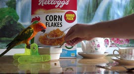 The early bird gets the corn flakes! This cute parrot is enjoying his early morning breakfast.