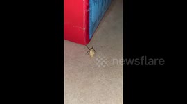 Sweet-Toothed Ant Carries Large Donut Back To Nest