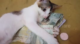 Protective kitten prevents owner from taking money away
