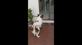 Dog fails to walk through door with wooden stick in mouth