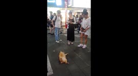 Tabby cat plays dead outside restaurant in Taiwan