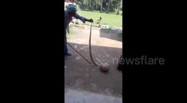 Amateur snake rescuer struggles to capture reluctant cobra in Indian school