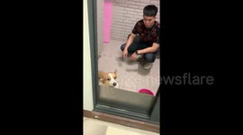 Guilty dog avoids eye contact with owner after making a mess