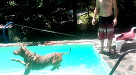 Perro al agua