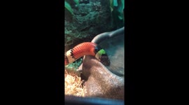 Milk snake's neck pulsates in bizarre way when drinking water