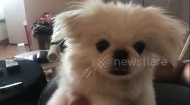 Puppy Bites Owner's Nose After Being Teased