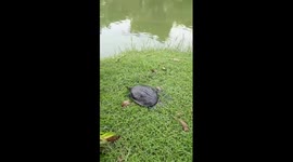 Turtle Saved From Being Eaten Slides Back Into Pond