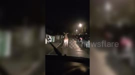 Massive deer caught in headlights on UK street remains calm and inspects car
