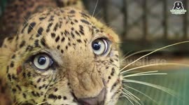 Beating the odds, this paralysed leopard in India learned to walk again with the help of human carers