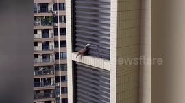 Pigeon brings friend food after it gets trapped inside jalousie window
