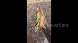 Huge grasshopper perches on woman's hand In Mexico