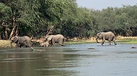 Elephant leading family of jumbos stands on crocodile when crossing river