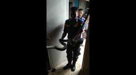 Firefighter rescue a big  phyton snake in the citizens ceiling that scares in Bukittinggi, Indonesia