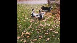 Roosa the lappie playing with her duck friends