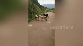 Pair of fighting goats take over road in Inner Mongolia