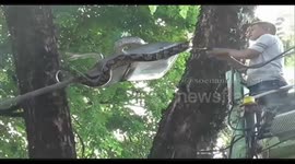 Seven-metre-long python untangled from powerlines in length rescue op in Indonesia