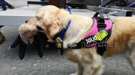 Evie The Protest Dog With Boris Johnson