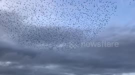 Thousands of starlings perform stunning murmuration around Royal Pier in Aberystwyth, Wales