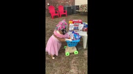 When your dog decides to restock the dog treats.