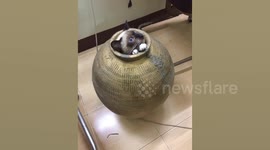 Thai woman smashes pot to free trapped cat