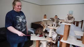Meet the super-ethical cat breeder who makes a £12,000 loss on her passion
